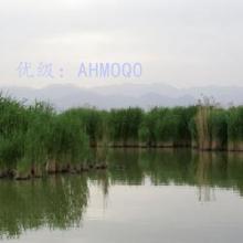 ļ