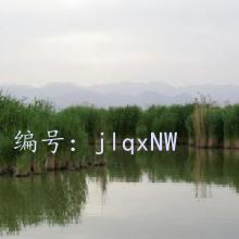 ̨